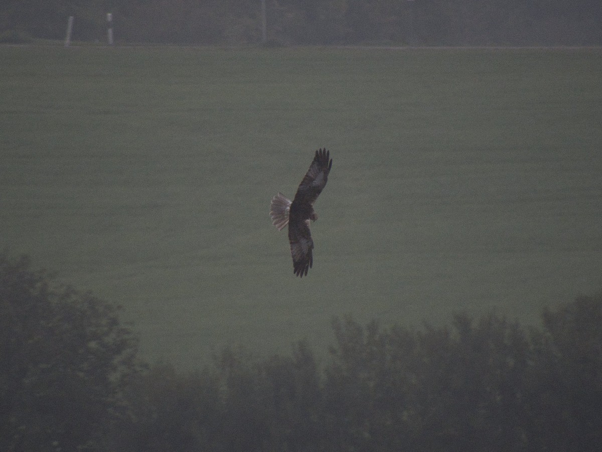 Western Marsh Harrier - ML647548541