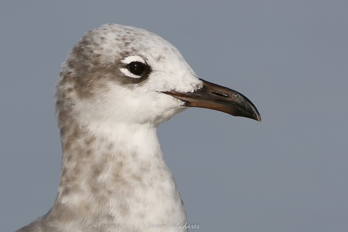 Laughing Gull - ML647548542