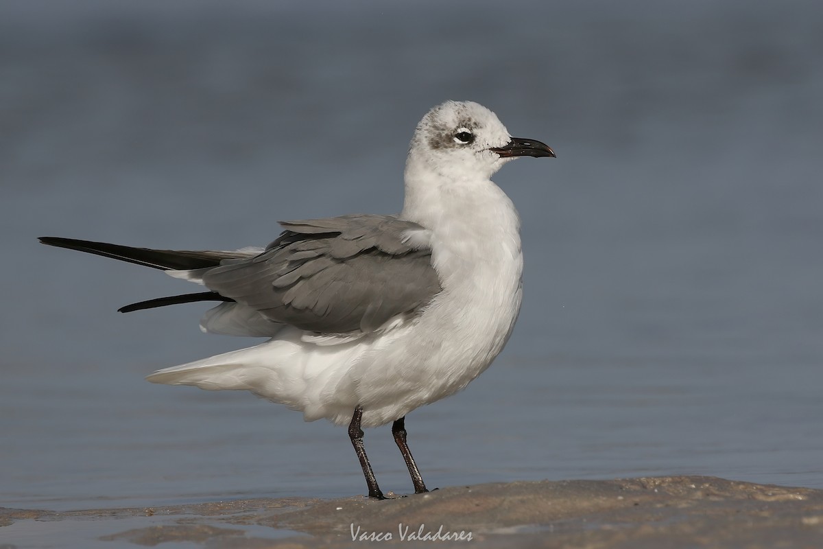 Laughing Gull - ML647548543