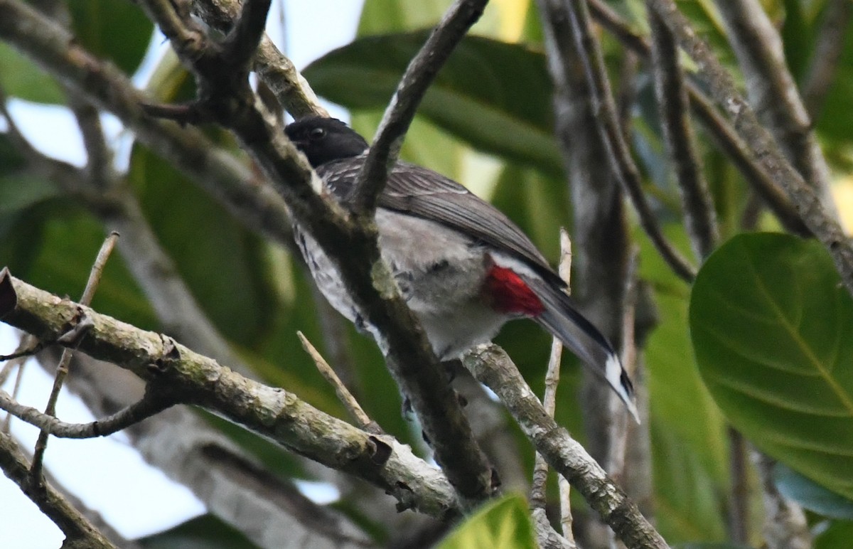 Red-vented Bulbul - ML647548544
