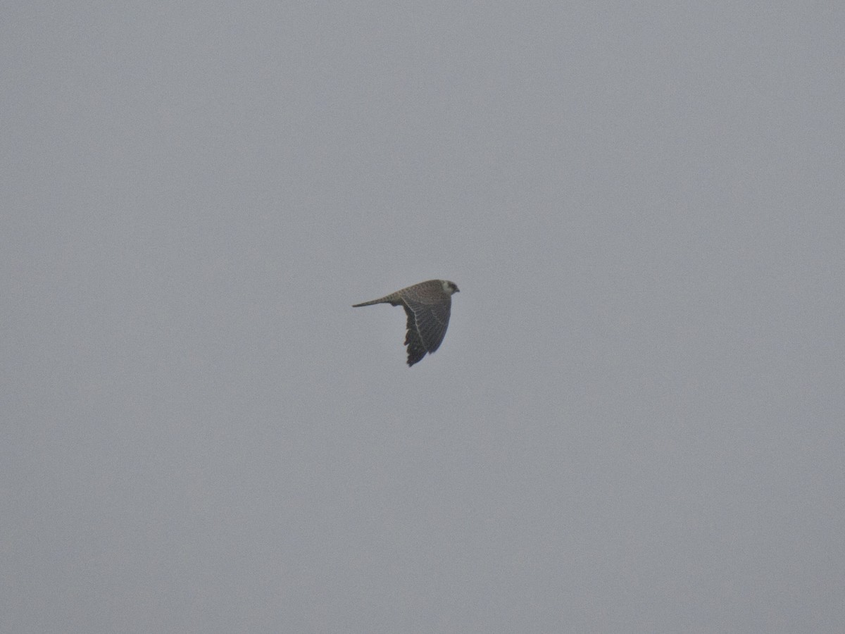 Red-footed Falcon - ML647548545