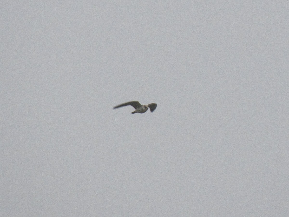 Red-footed Falcon - ML647548546