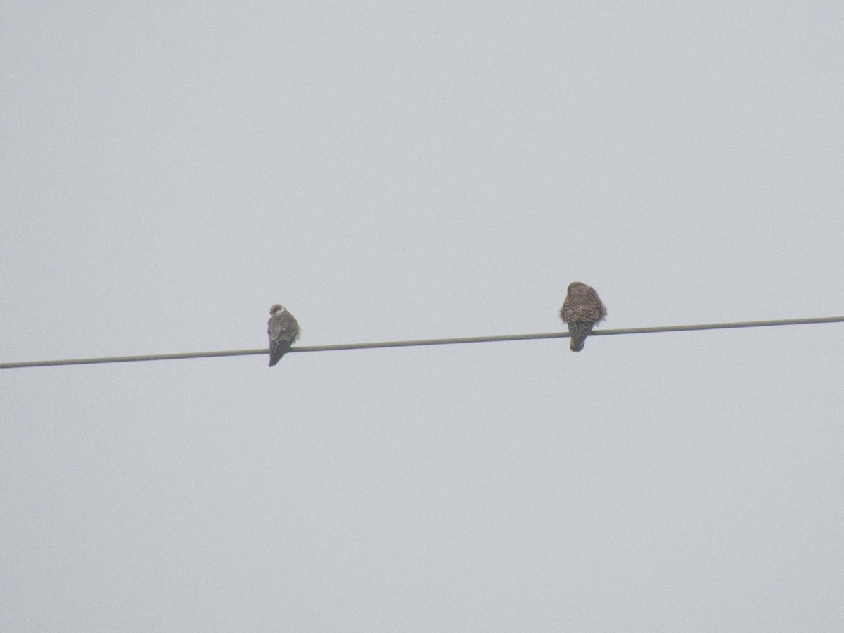 Red-footed Falcon - ML647548547