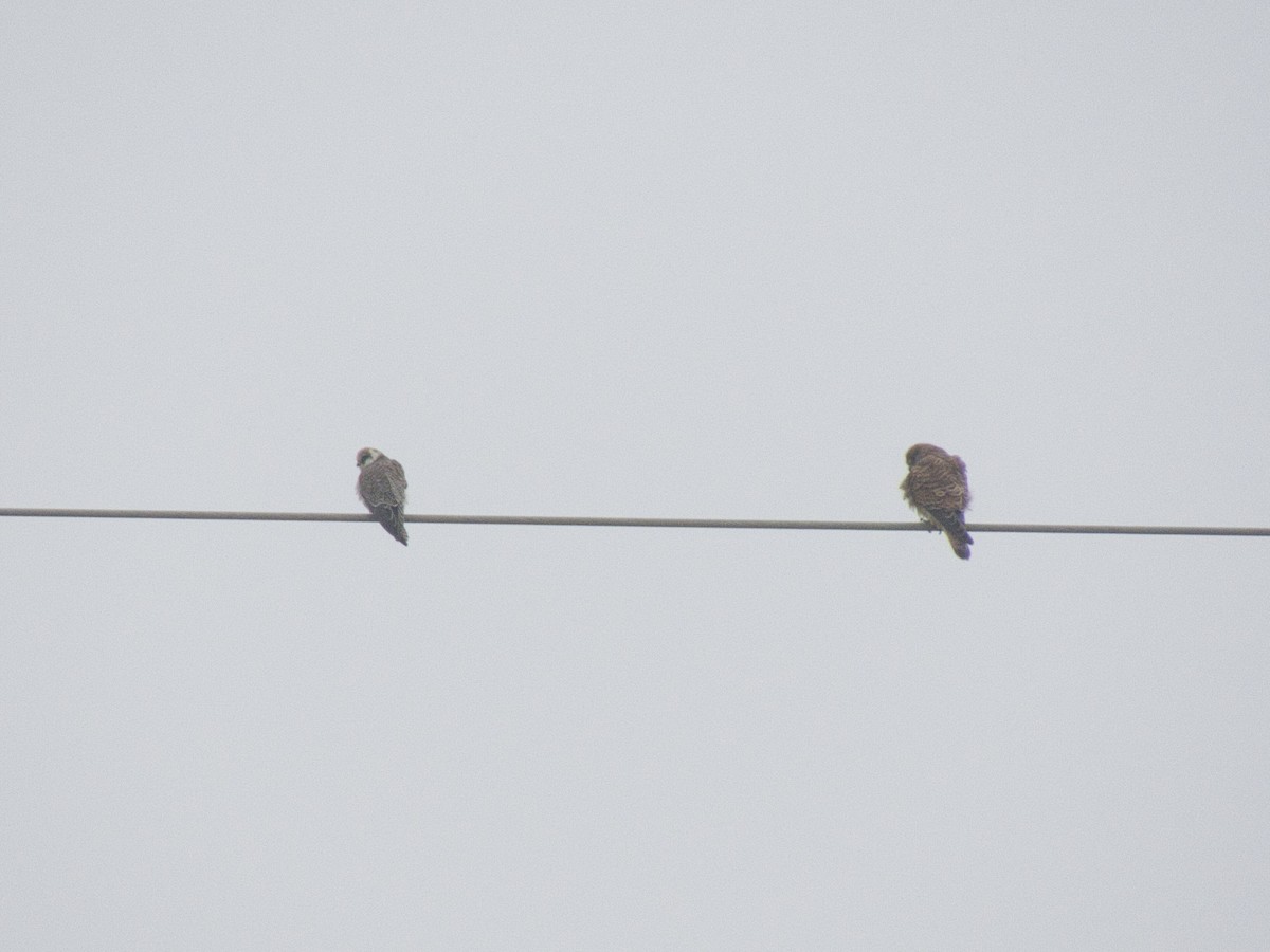 Red-footed Falcon - ML647548548