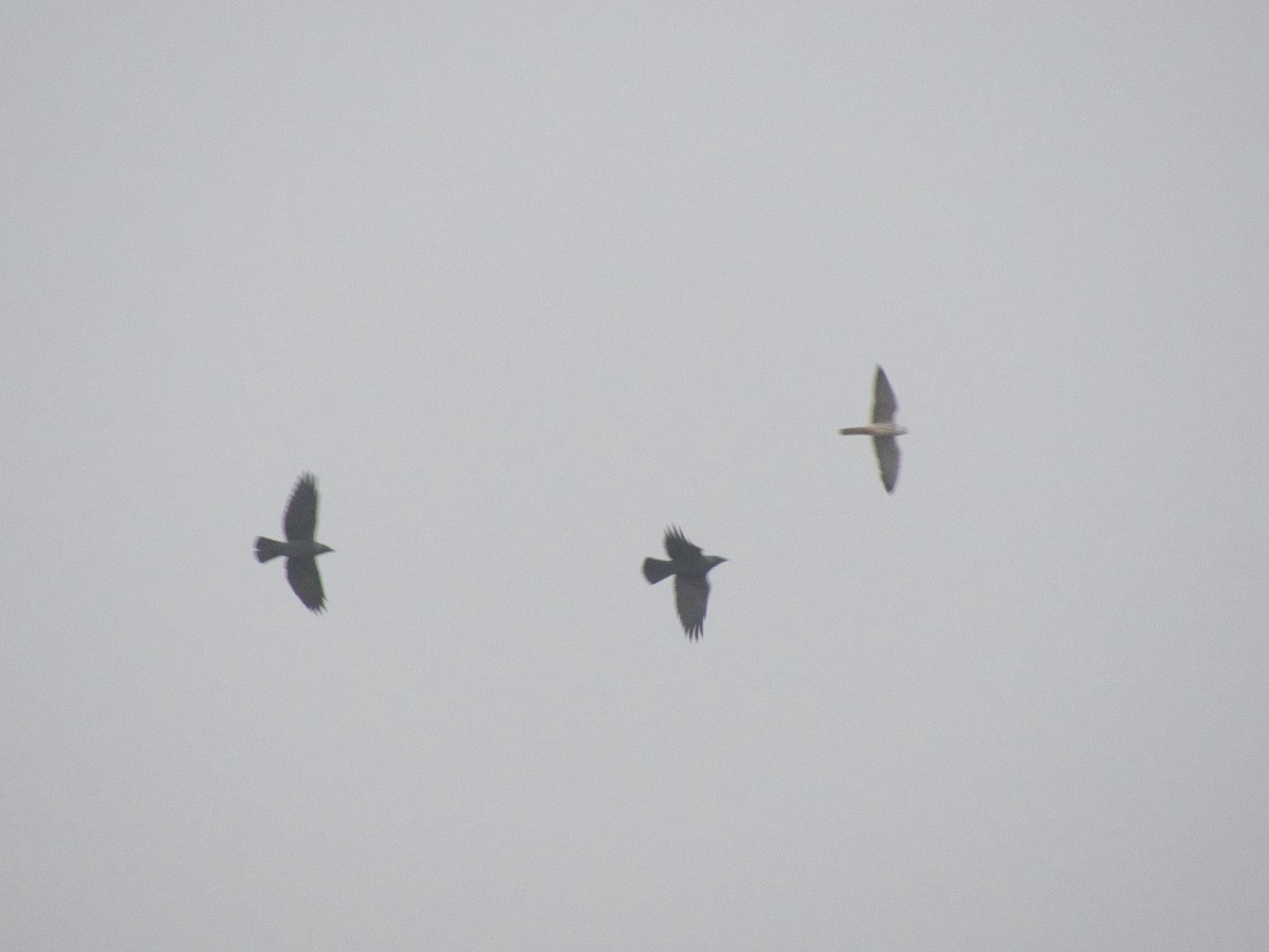 Red-footed Falcon - ML647548549
