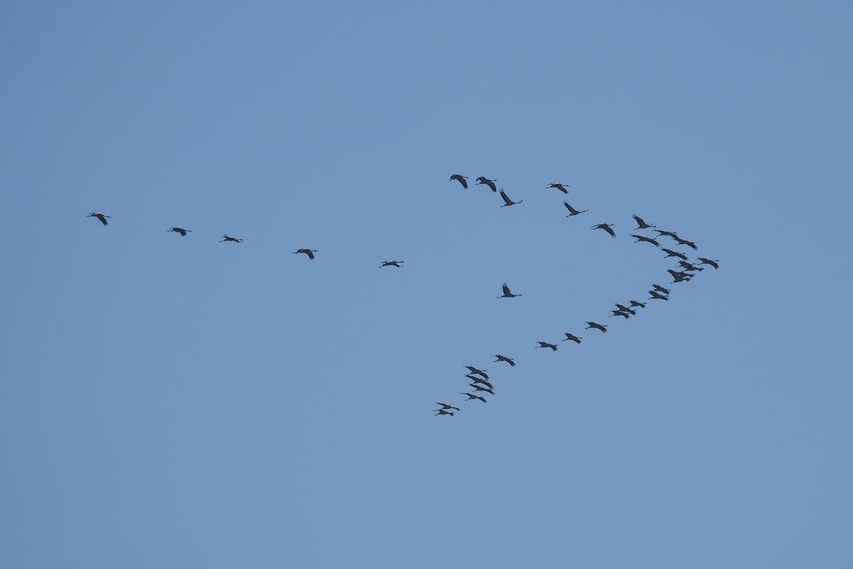 Common Crane - ML647548551