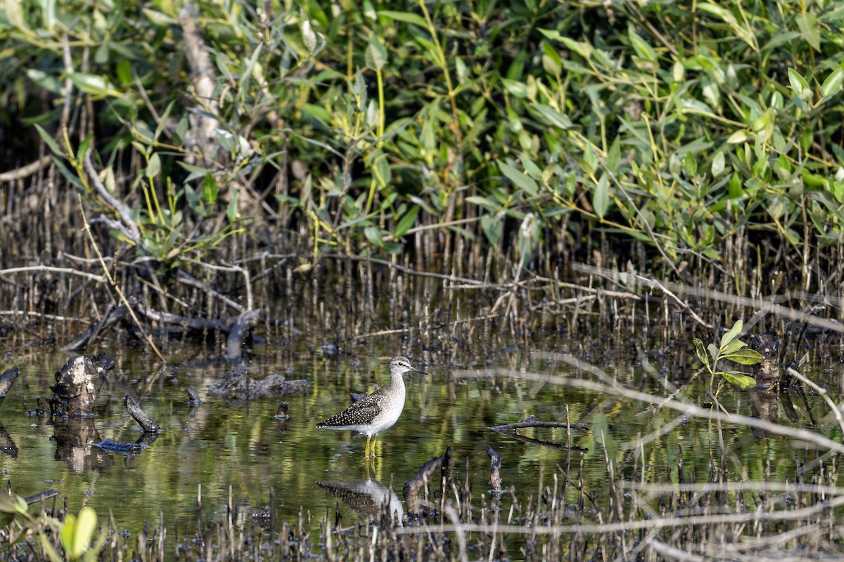 Wood Sandpiper - ML647548564
