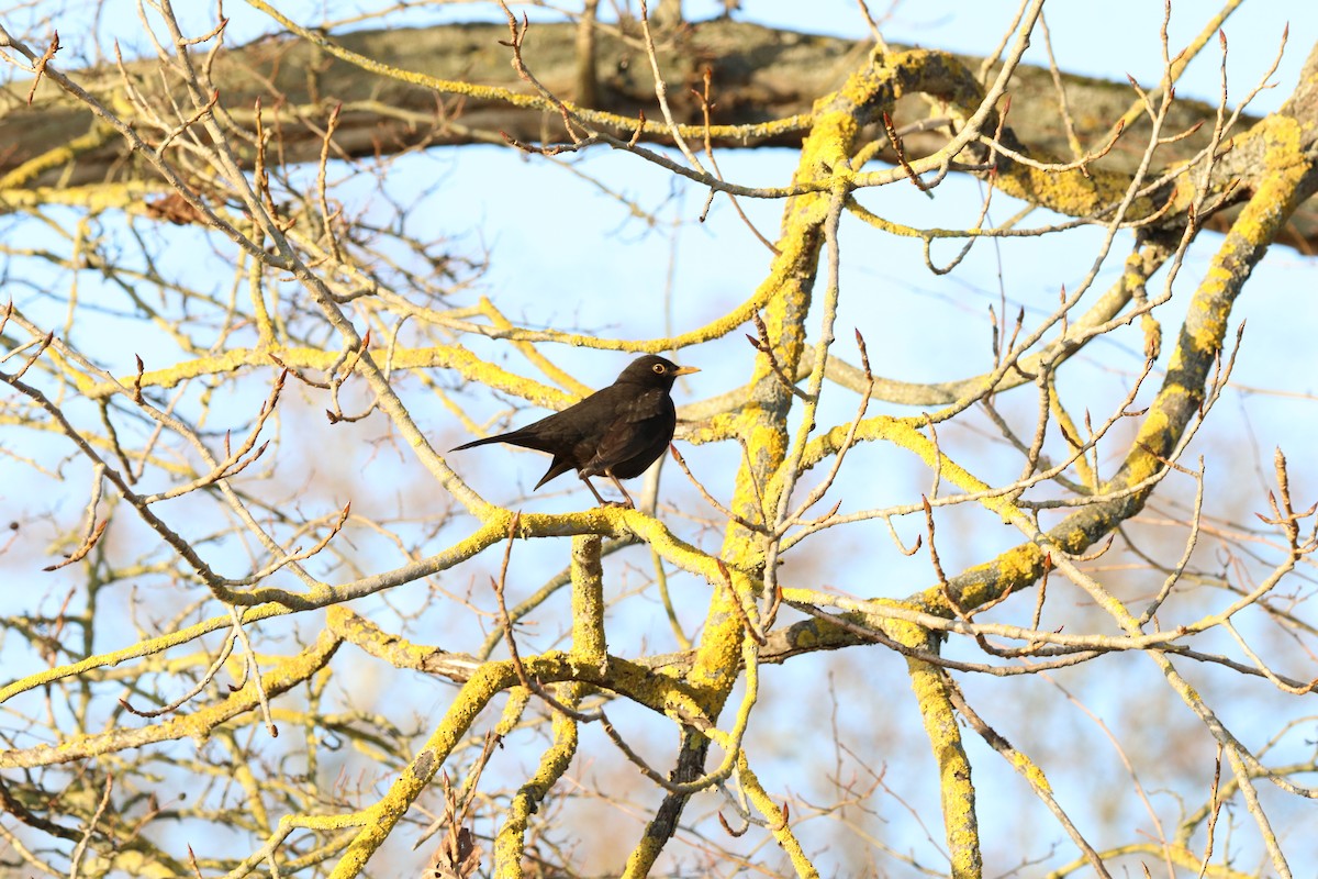 Eurasian Blackbird - ML647548565