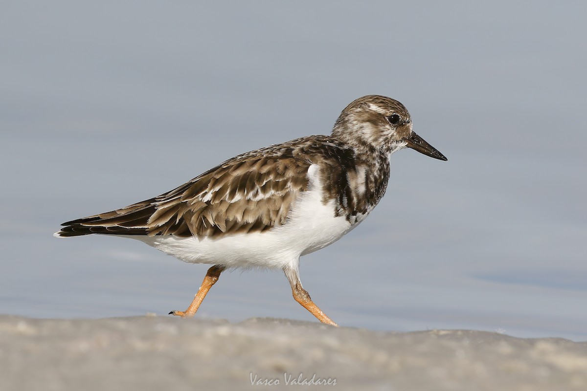 Ruddy Turnstone - ML647548566