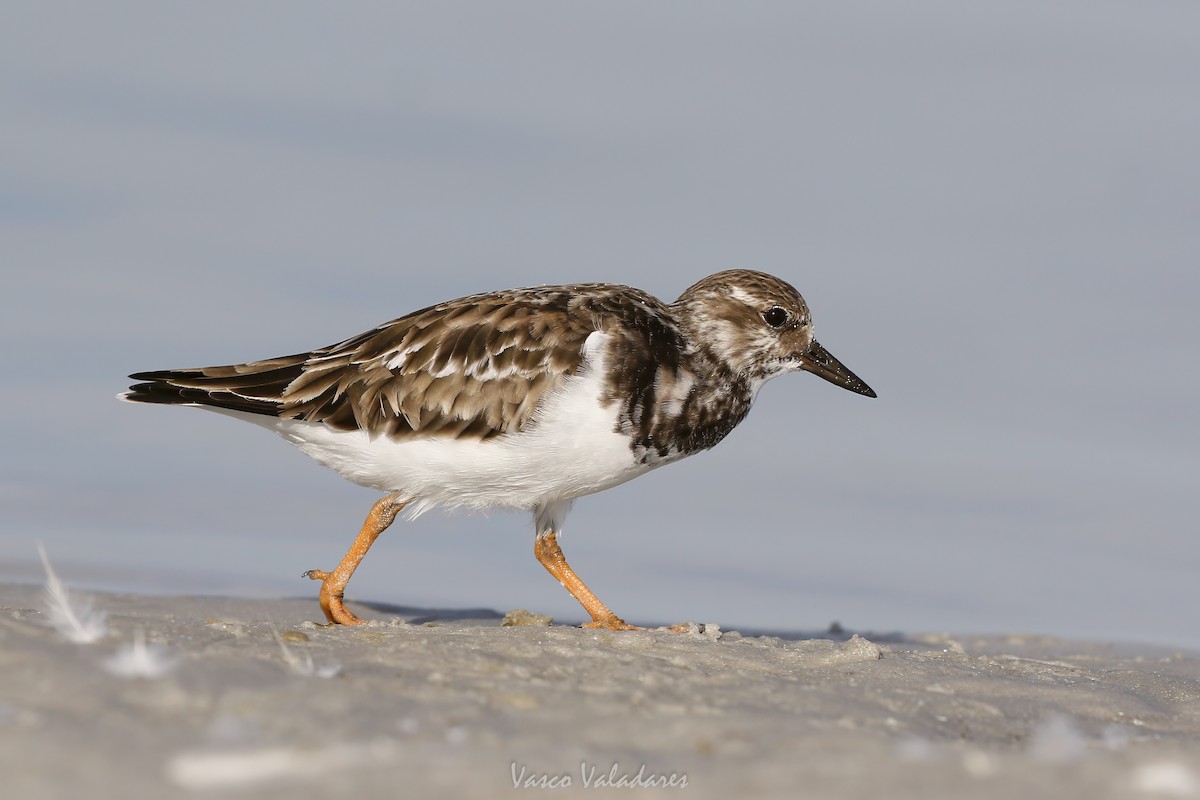 Ruddy Turnstone - ML647548567