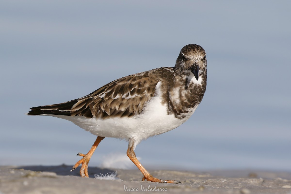 Ruddy Turnstone - ML647548568