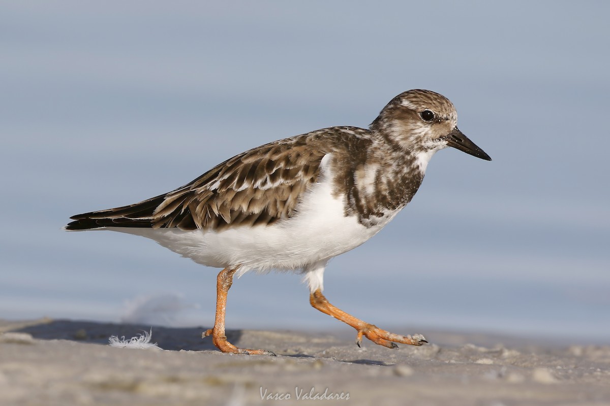 Ruddy Turnstone - ML647548569