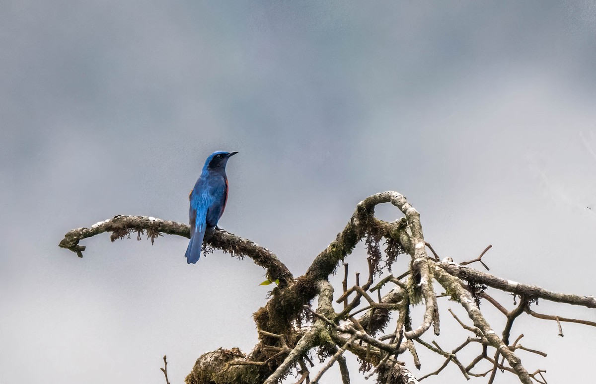 Chestnut-bellied Rock-Thrush - ML647548570