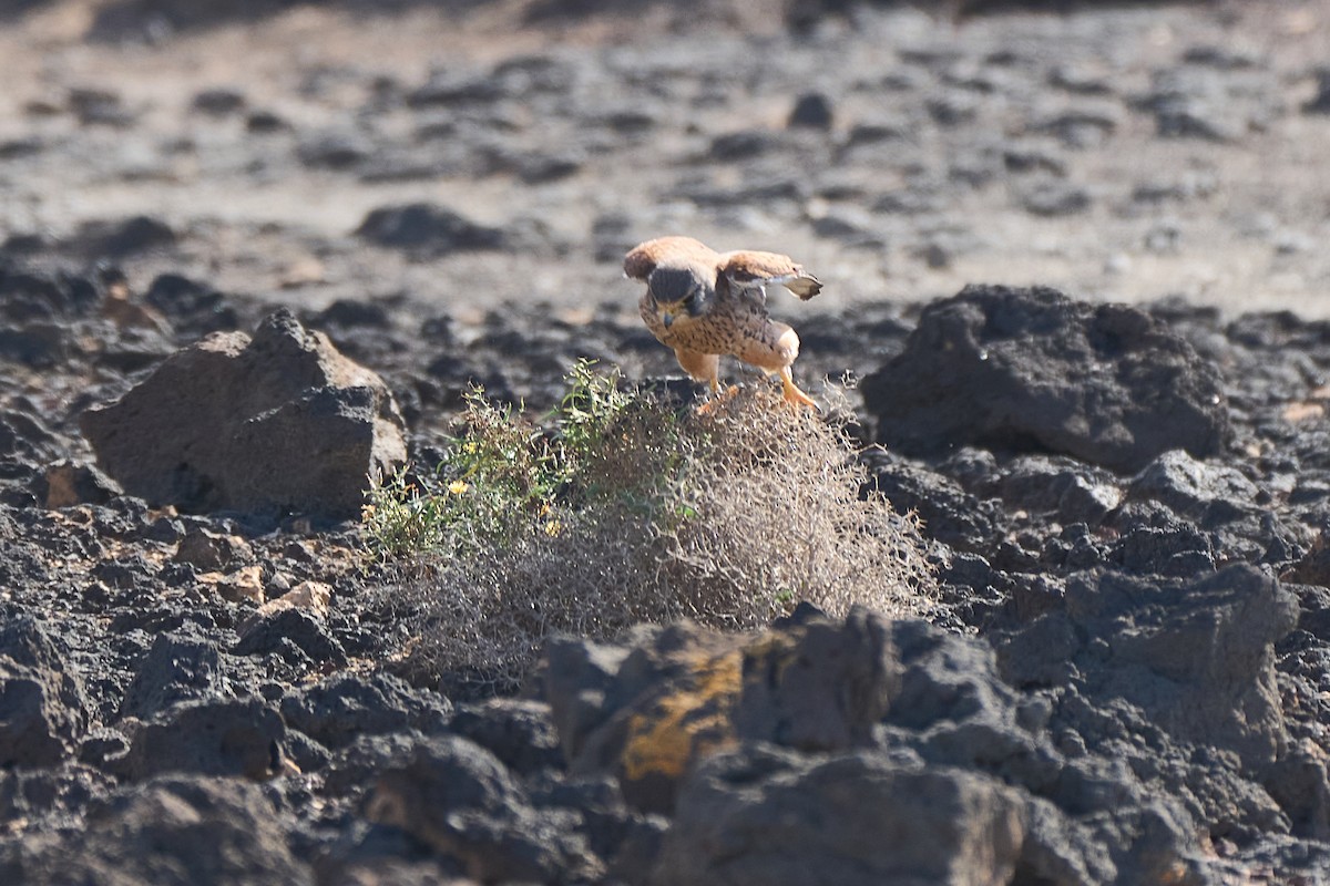 Eurasian Kestrel - ML647548571
