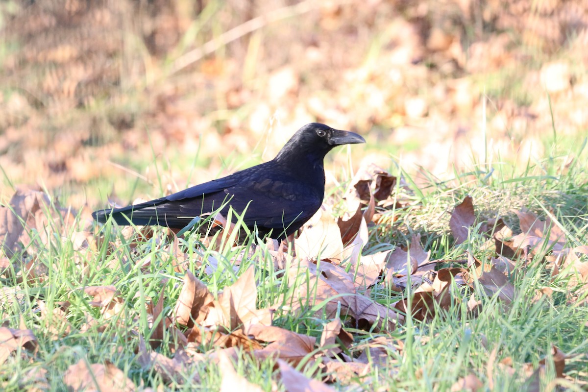 Carrion Crow - ML647548572
