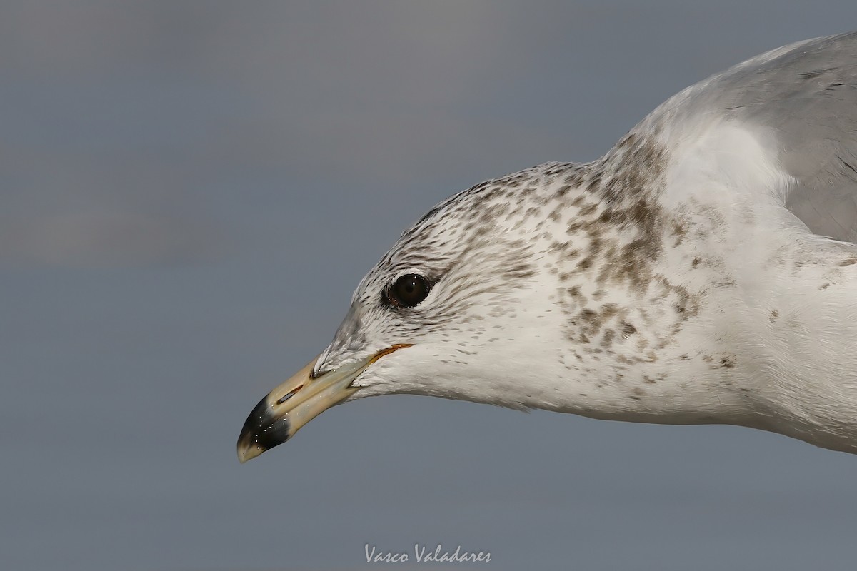 Ring-billed Gull - ML647548573
