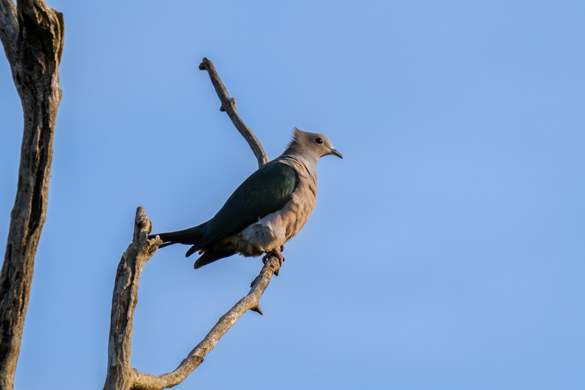 Green Imperial-Pigeon - ML647548574