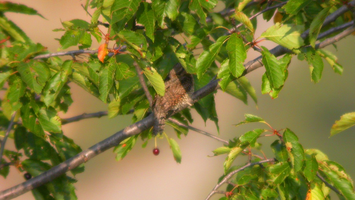 Eurasian Wryneck - ML647548575