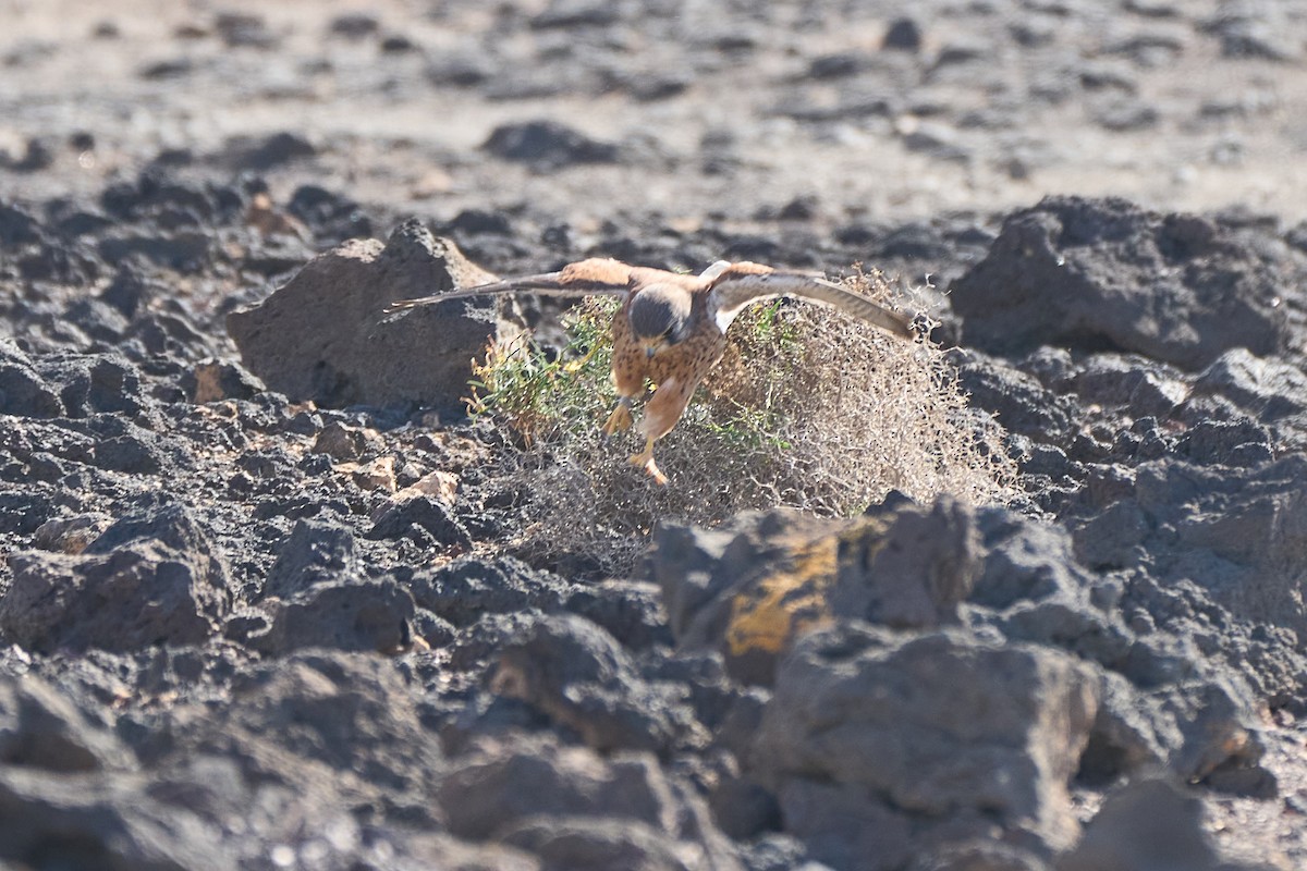 Eurasian Kestrel - ML647548576