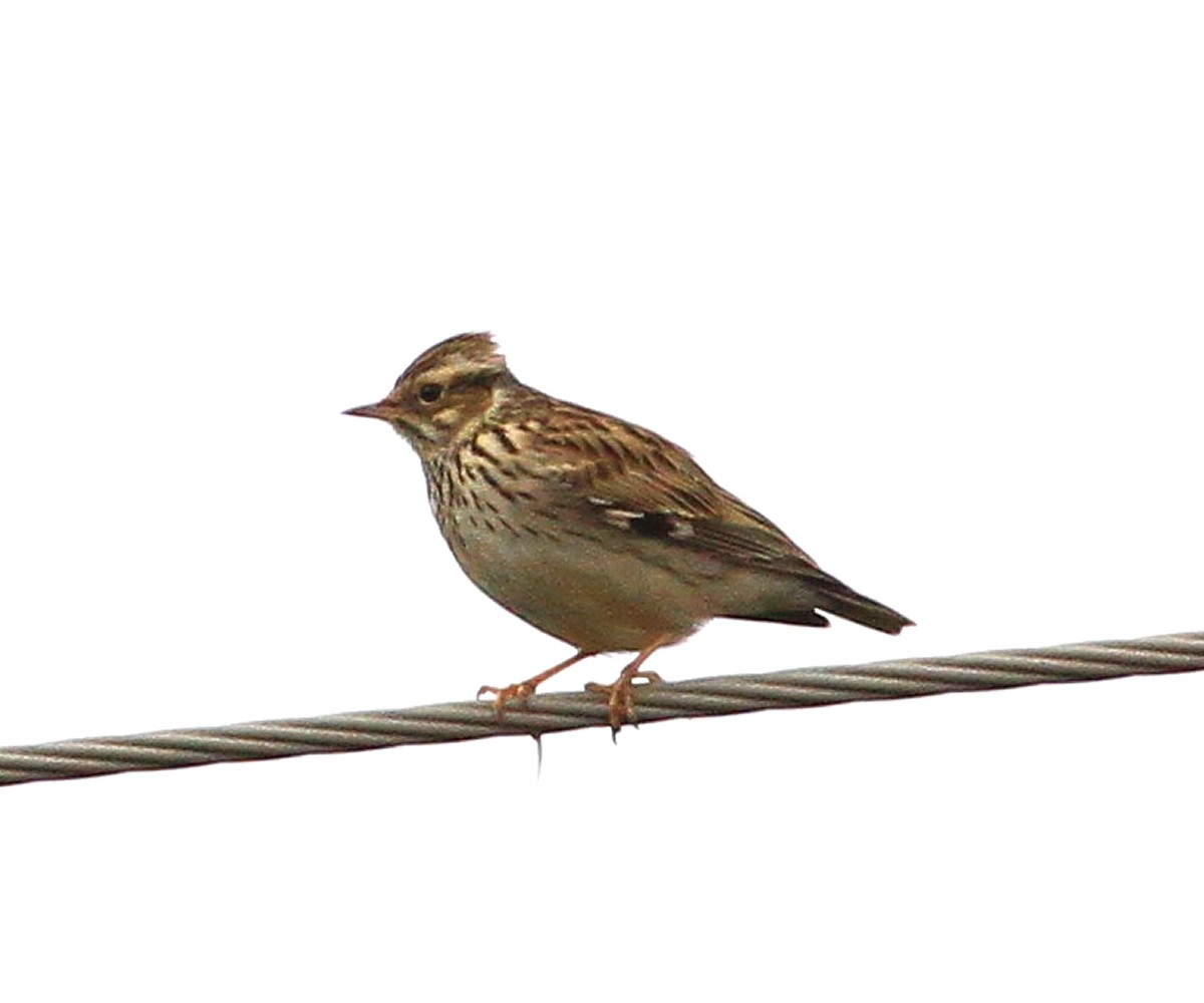 Wood Lark - ML647548577