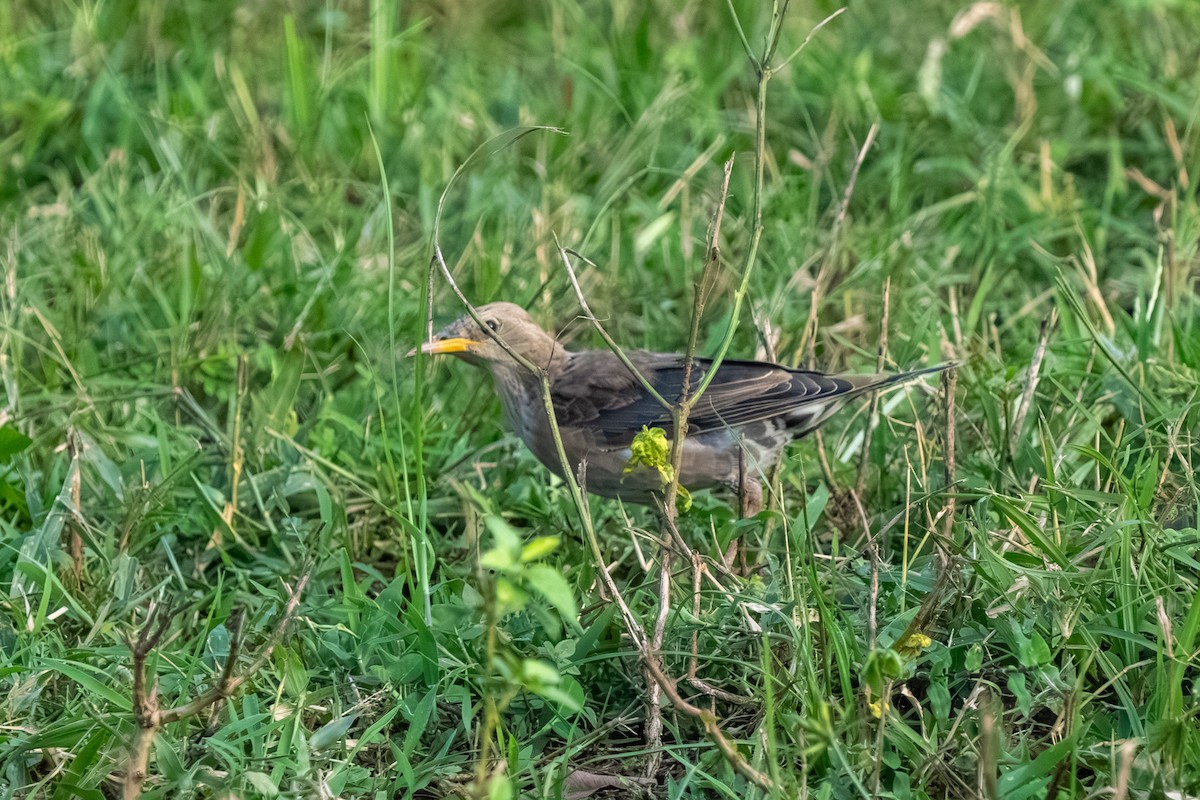 Rosy Starling - ML647548578