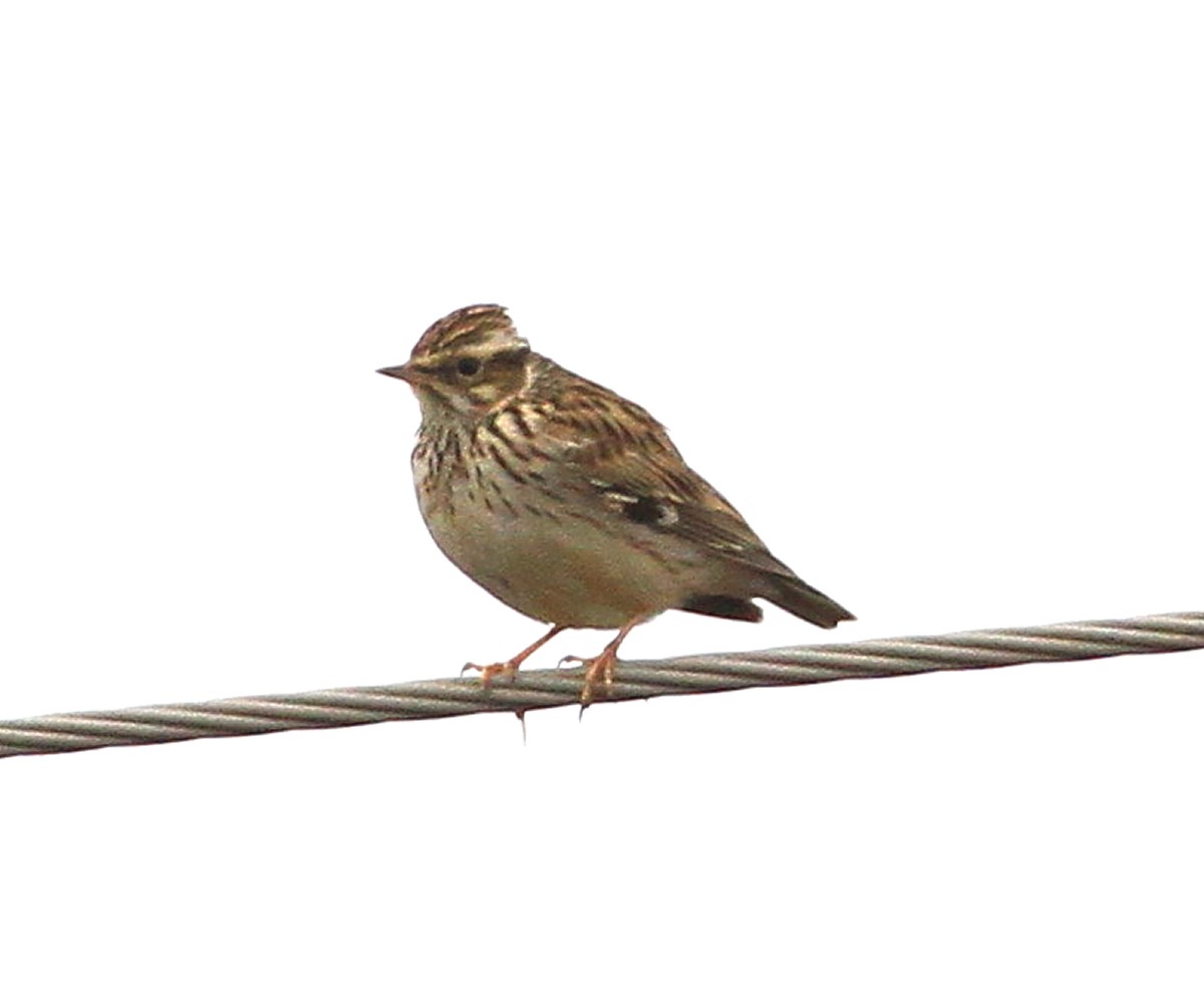 Wood Lark - ML647548579