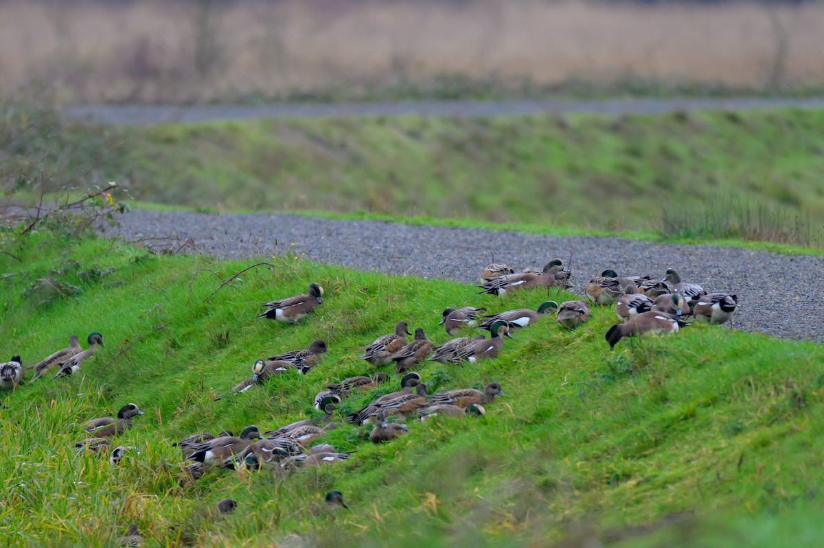 American Wigeon - ML647548580