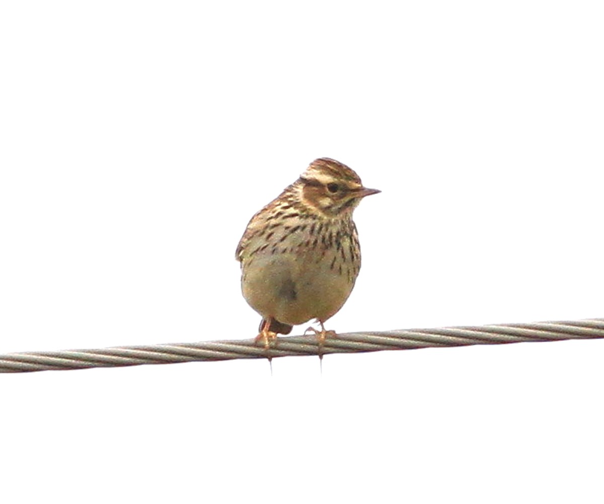 Wood Lark - ML647548581