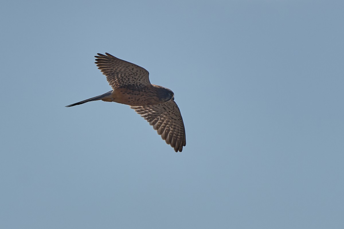 Eurasian Kestrel - ML647548582