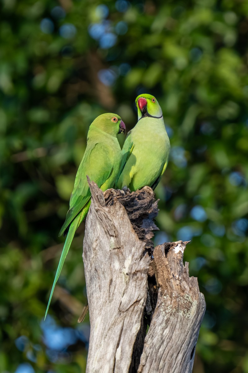Rose-ringed Parakeet - ML647548583