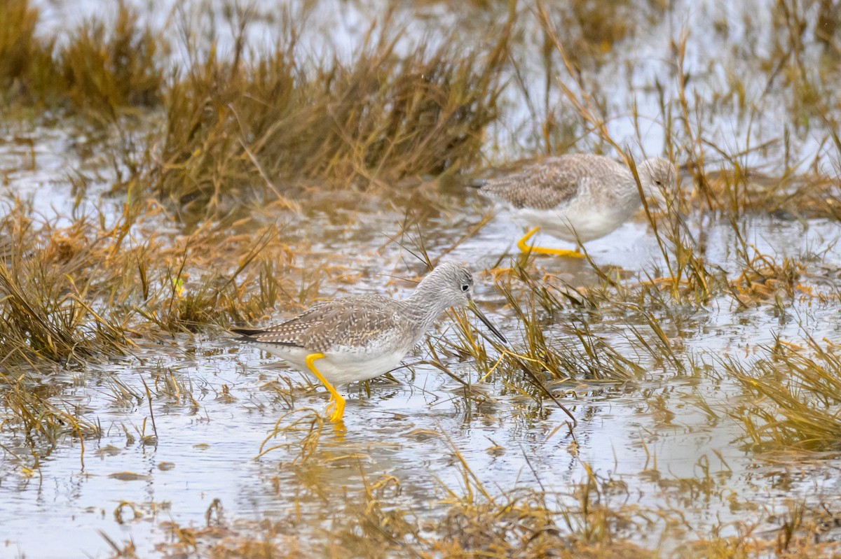 Greater Yellowlegs - ML647548584