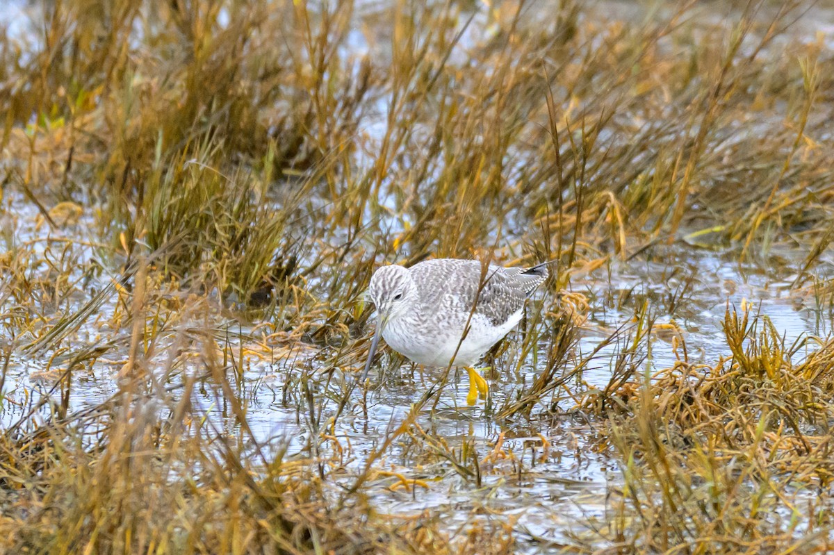 Greater Yellowlegs - ML647548585