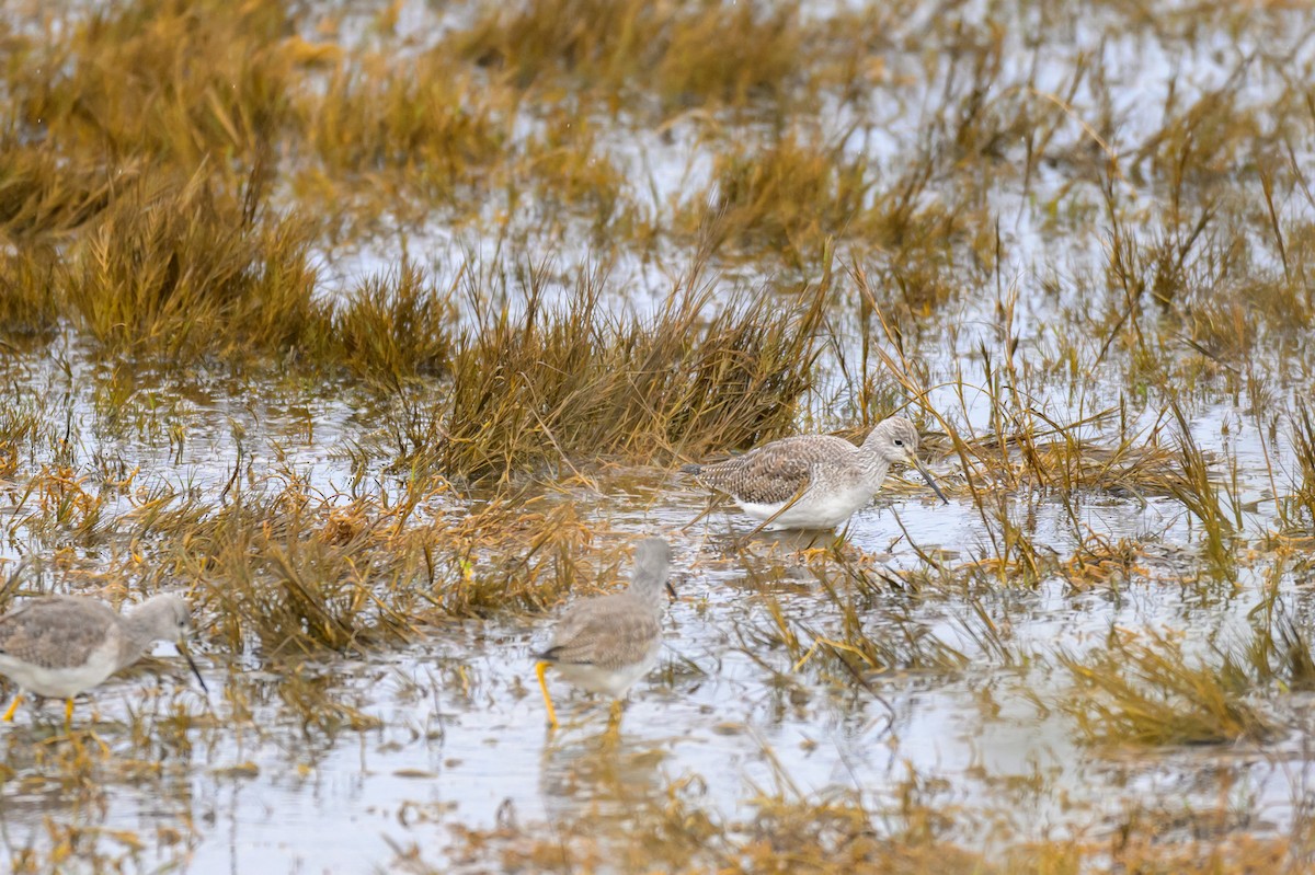 Greater Yellowlegs - ML647548586