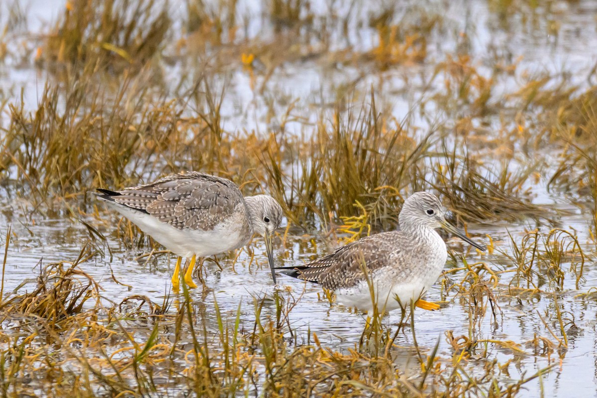 Greater Yellowlegs - ML647548587