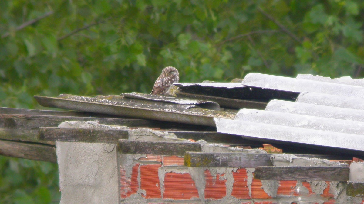 Little Owl - ML647548589