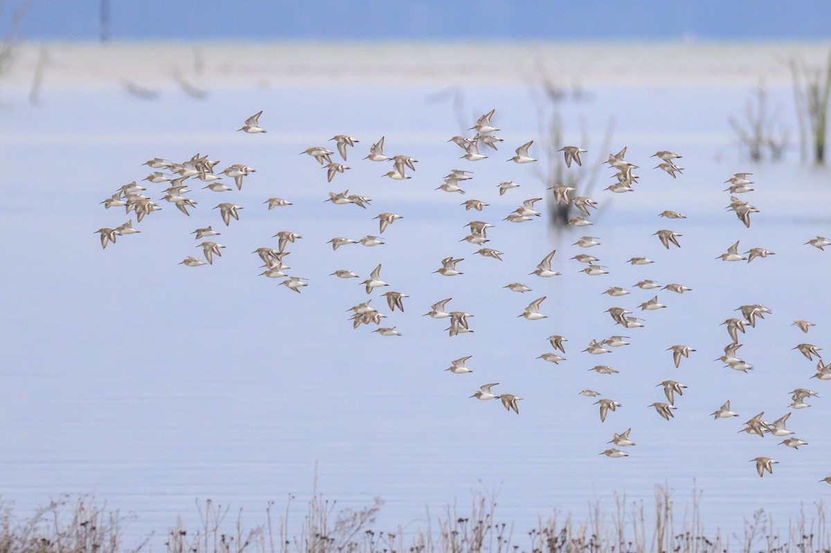 Dunlin - ML647548591