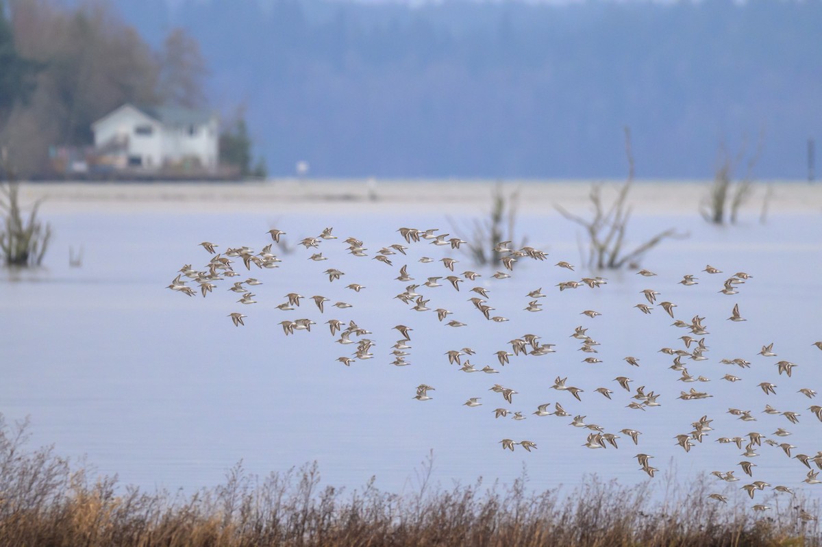 Dunlin - ML647548592