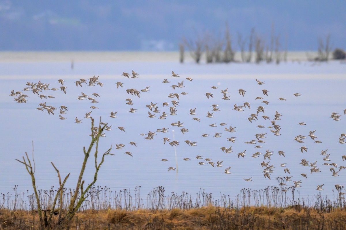 Dunlin - ML647548593