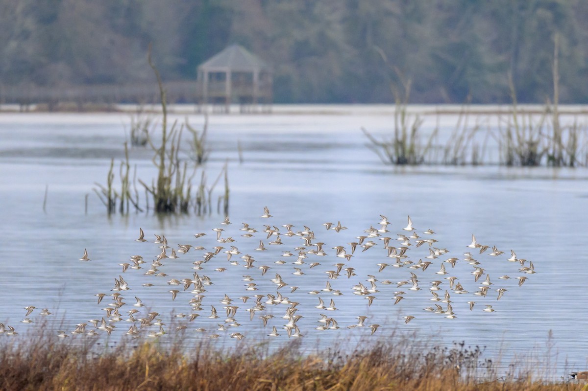 Dunlin - ML647548594