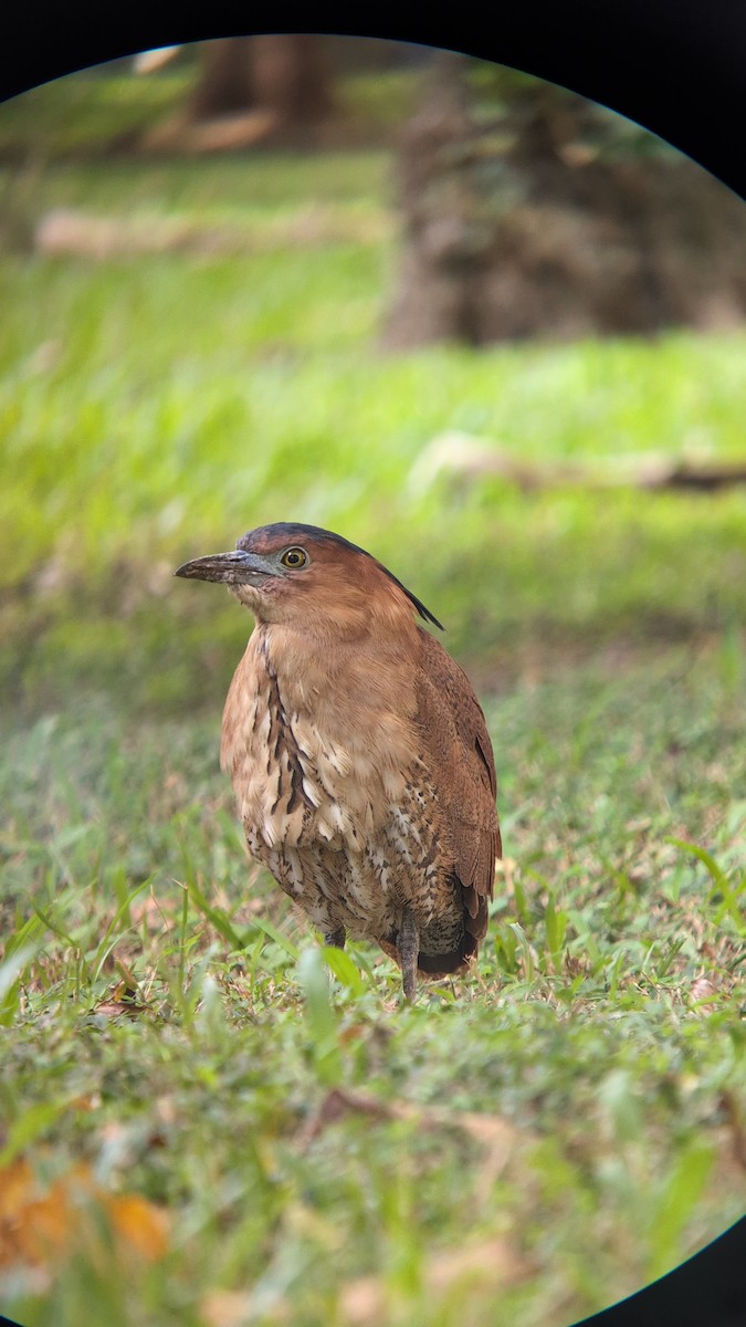 Malay Gece Balıkçılı - ML647548619