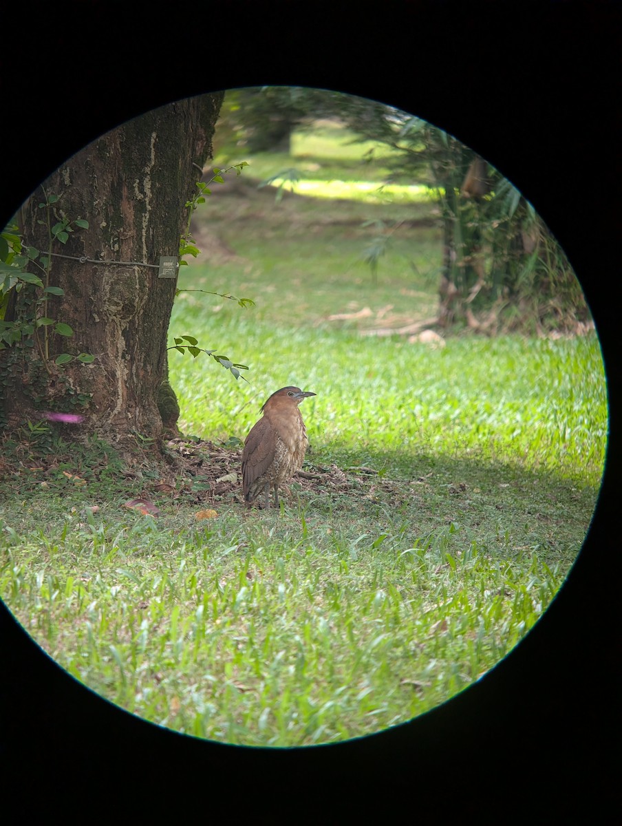 Malay Gece Balıkçılı - ML647548620