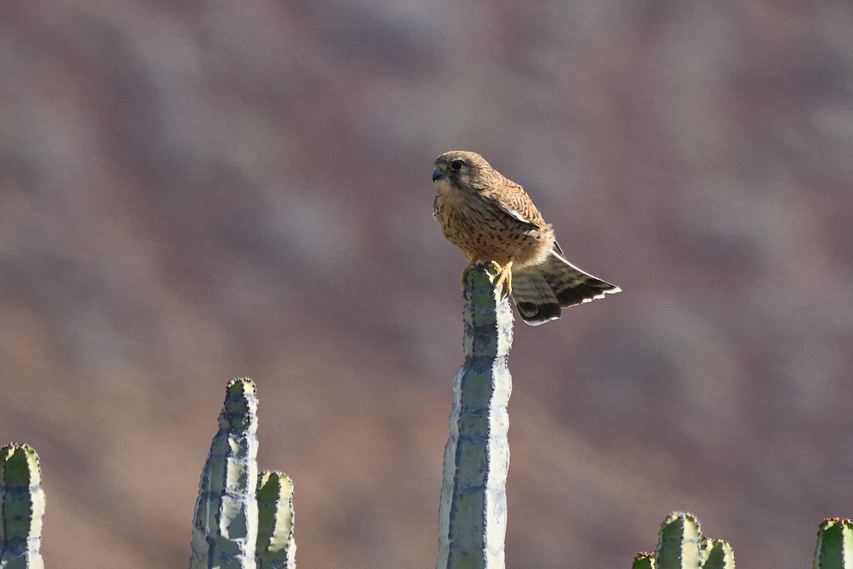 Cernícalo Vulgar - ML647548652