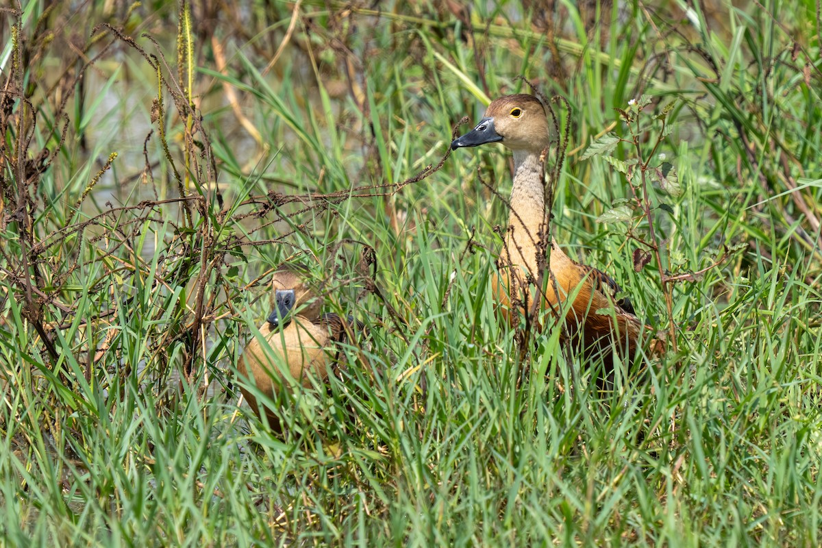 Suirirí de Java - ML647548653