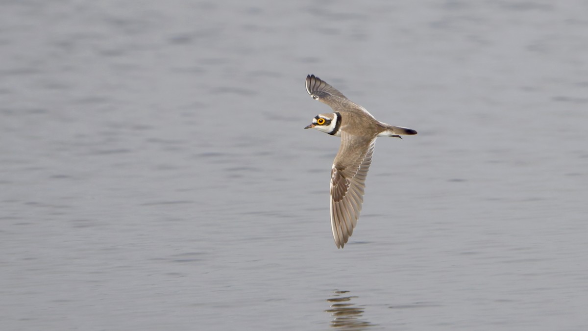 Chorlitejo Chico - ML647548655