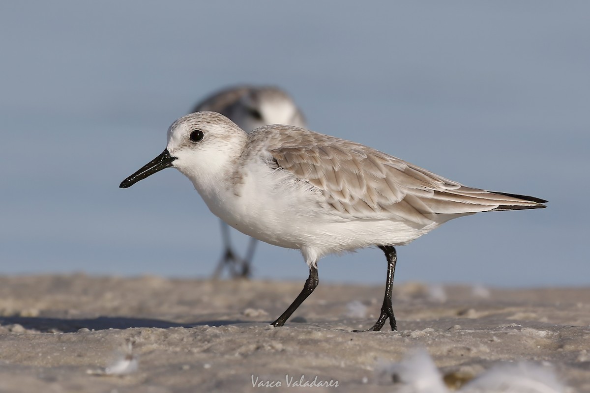 Correlimos Tridáctilo - ML647548656