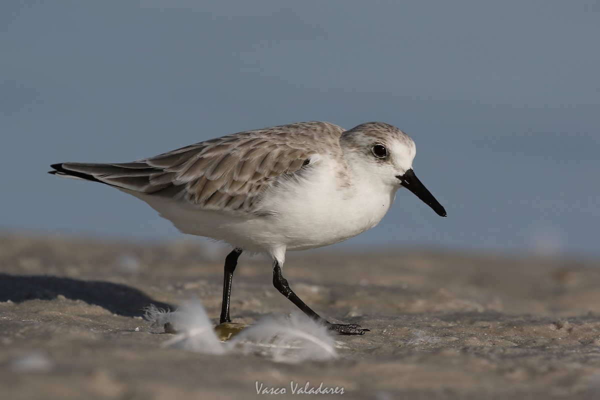 Correlimos Tridáctilo - ML647548658