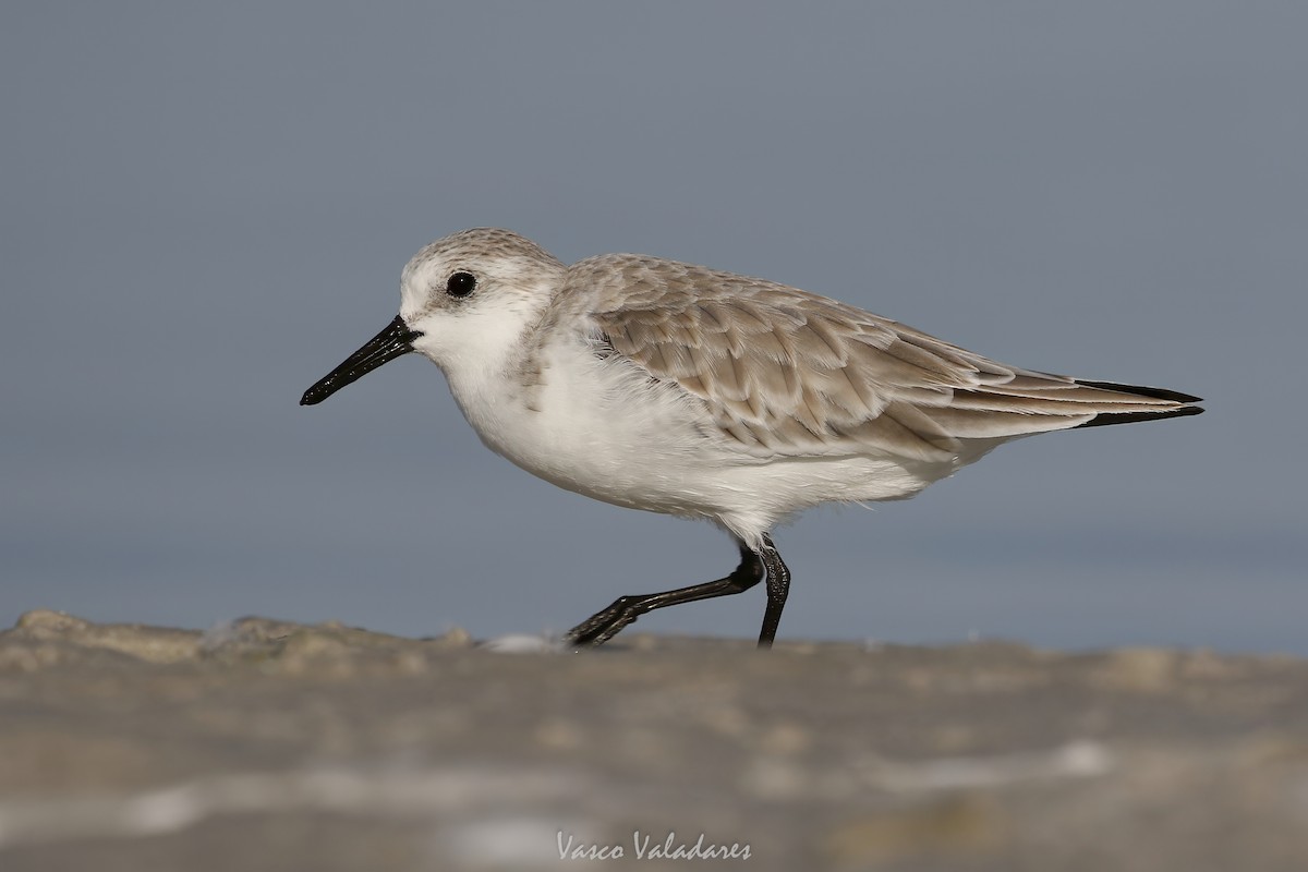 Correlimos Tridáctilo - ML647548659