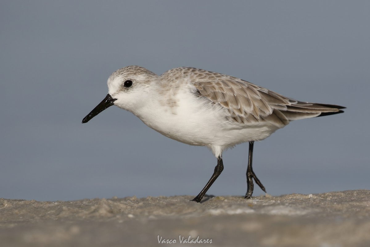 Correlimos Tridáctilo - ML647548660