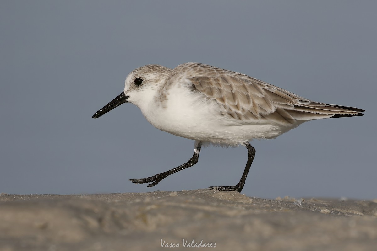 Correlimos Tridáctilo - ML647548661