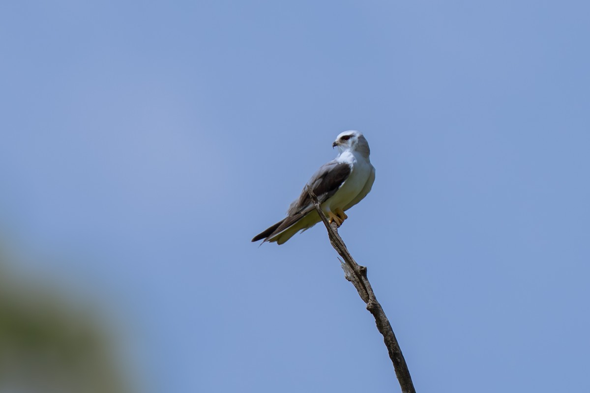 Elanio Común - ML647548662